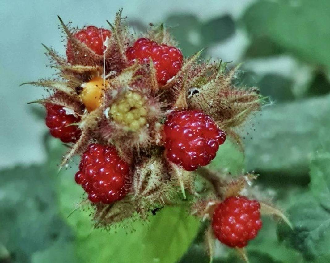 Doktorun bahçesindeki inanılmaz sır ortaya çıktı! 8